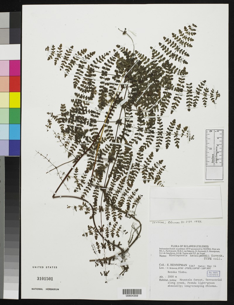 Histiopteris hennipmanii