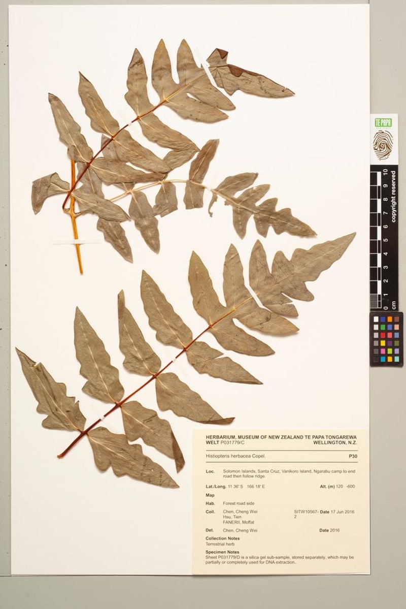 Histiopteris herbacea