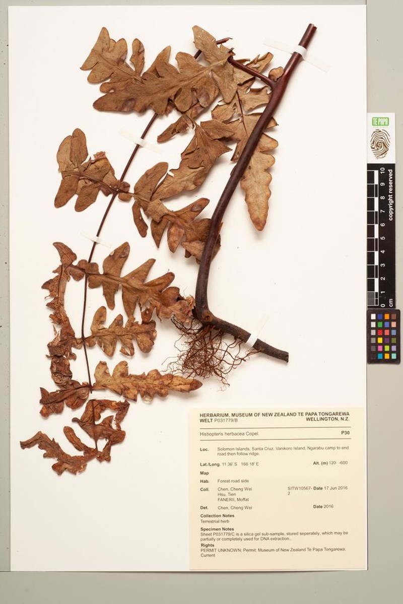 Histiopteris herbacea photo 3
