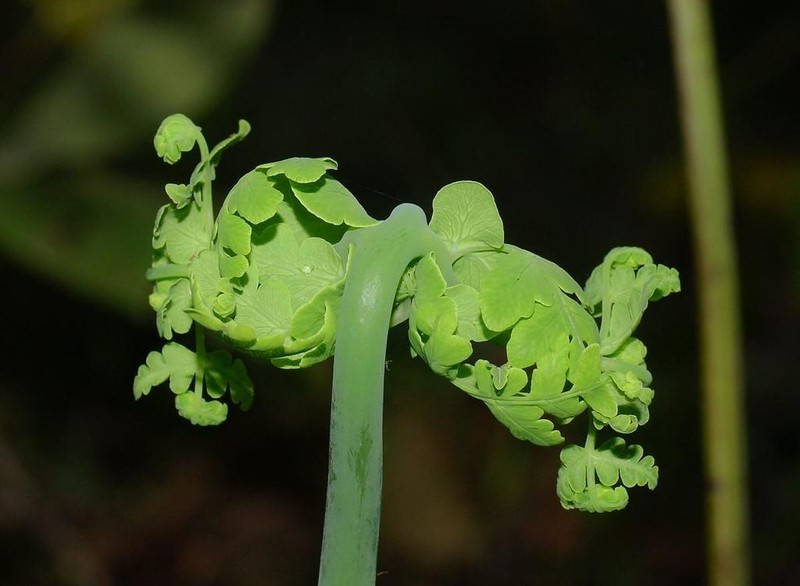 Batwing Fern