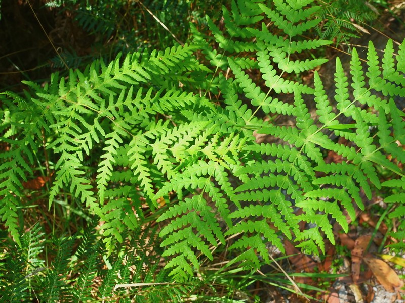 Batwing Fern photo 2