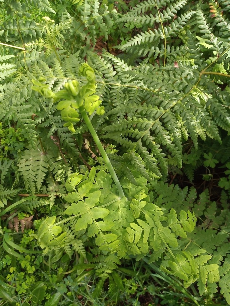 Batwing Fern photo 3