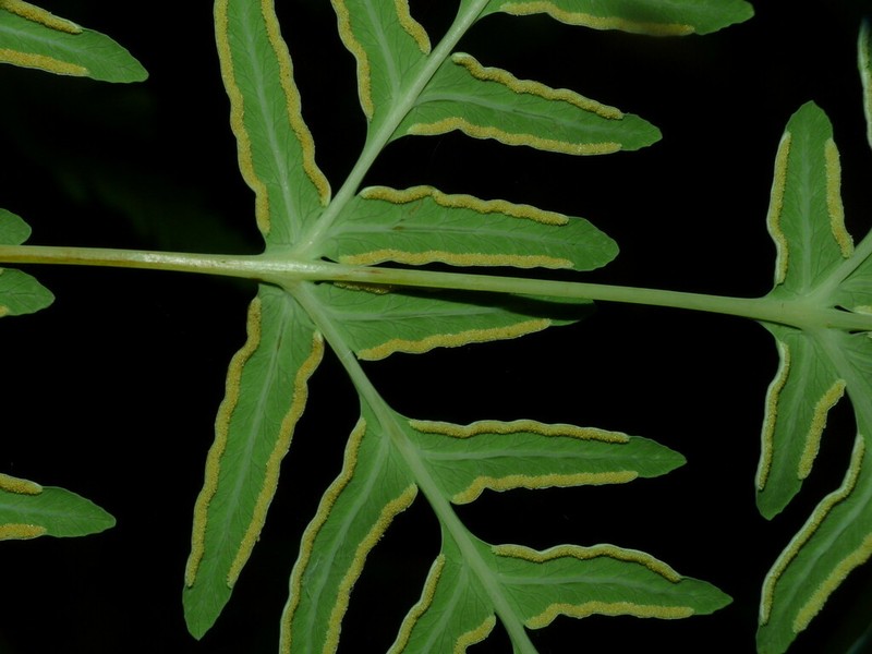 Batwing Fern photo 4