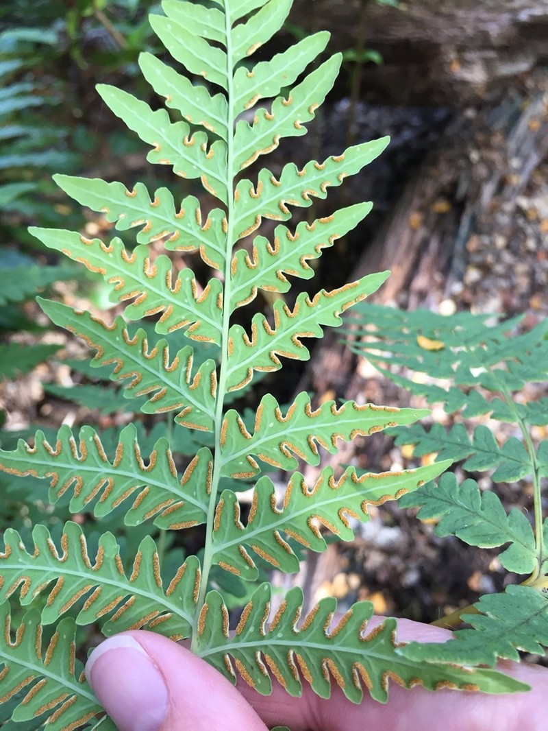 Batwing Fern photo 5