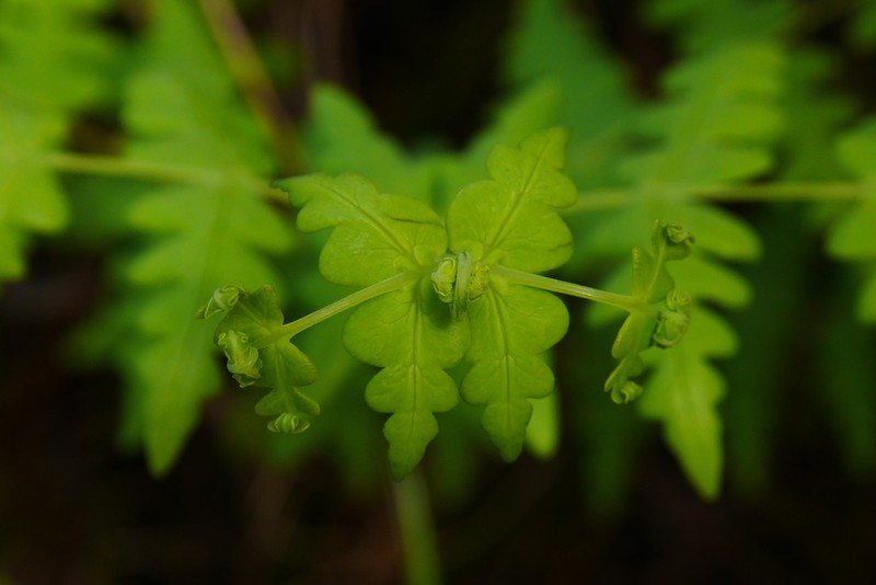 Batwing Fern photo 6