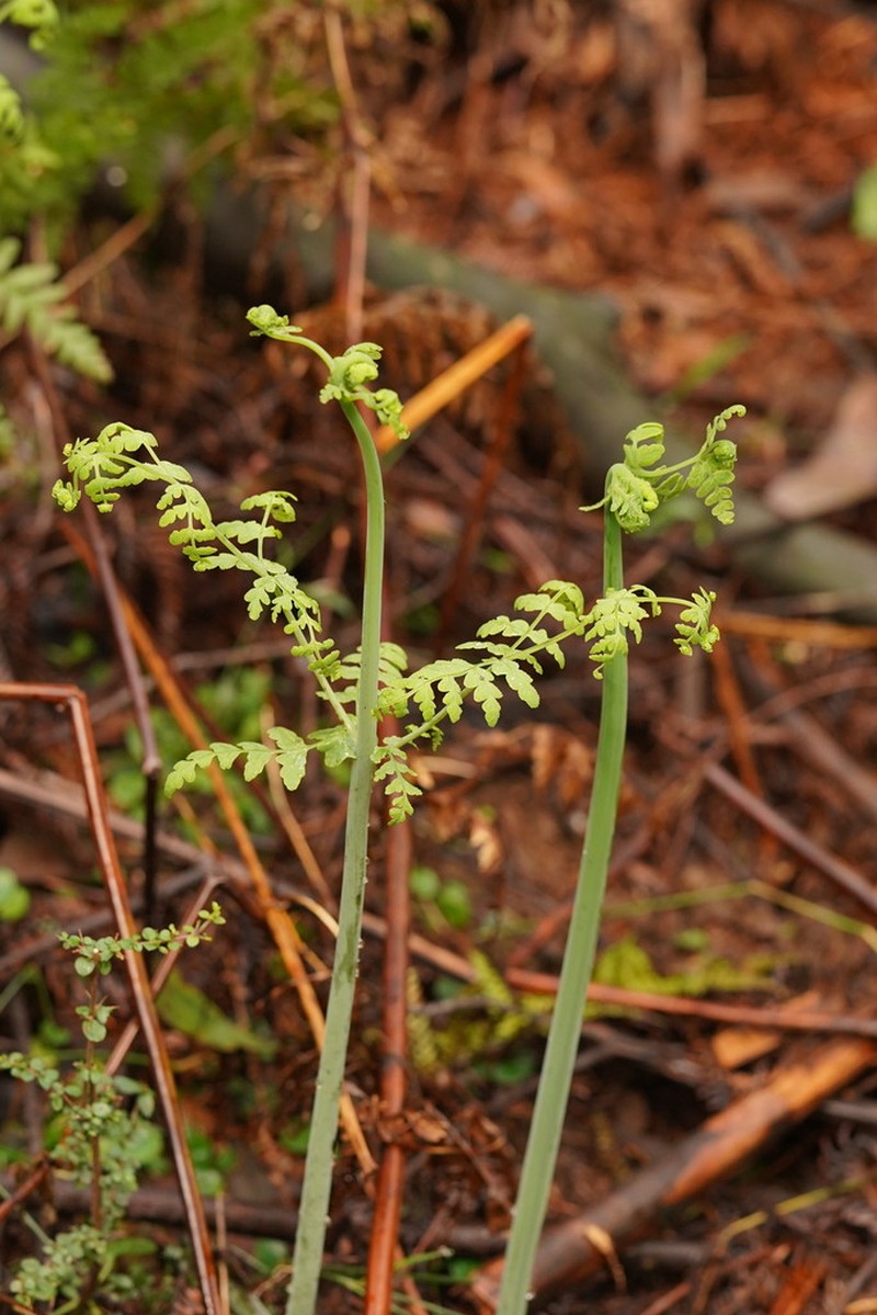 Batwing Fern photo 7