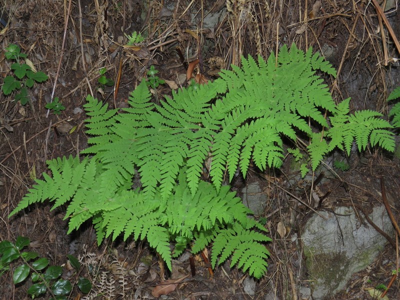 Batwing Fern photo 8