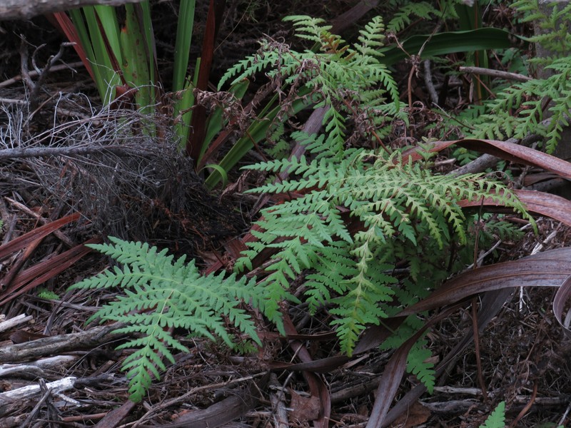 Histiopteris incisa var. incisa