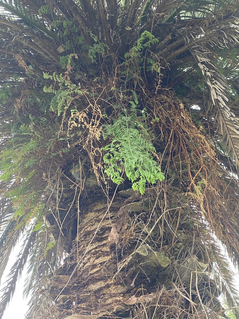 Histiopteris incisa var. incisa photo 2