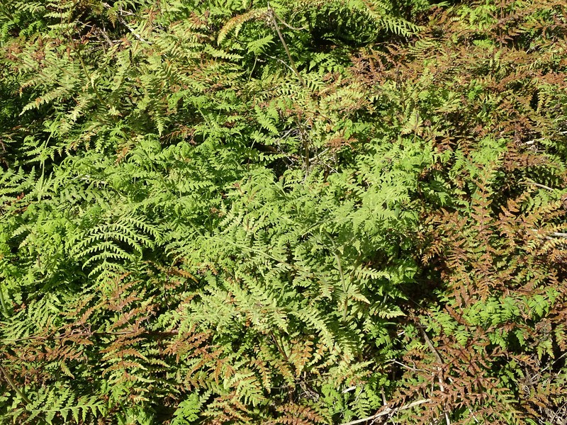 Histiopteris incisa var. incisa photo 3