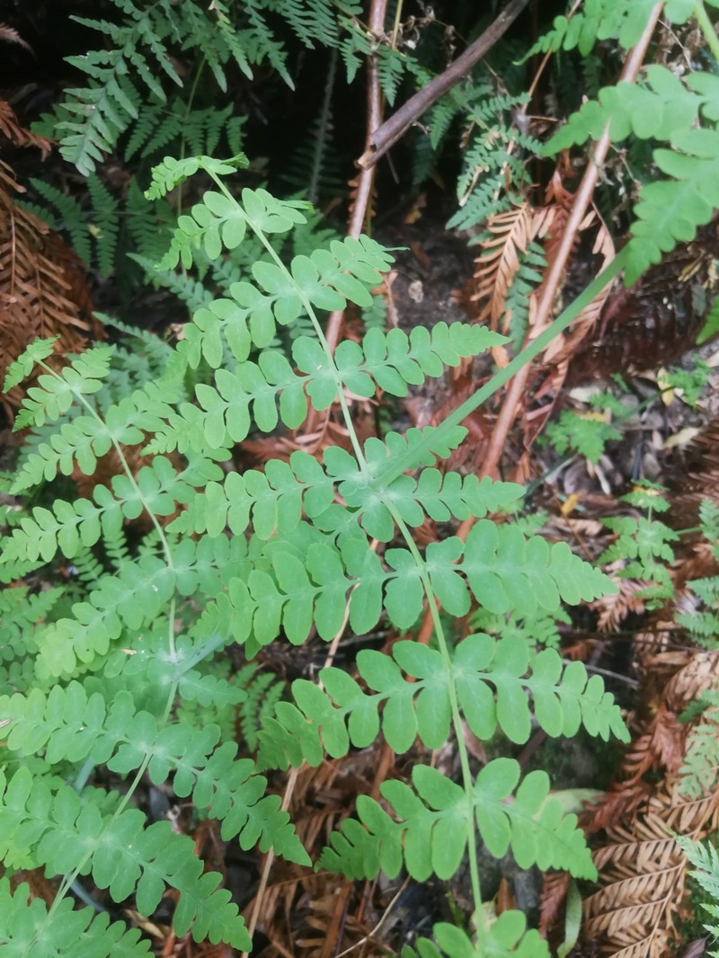 Histiopteris incisa var. incisa photo 4