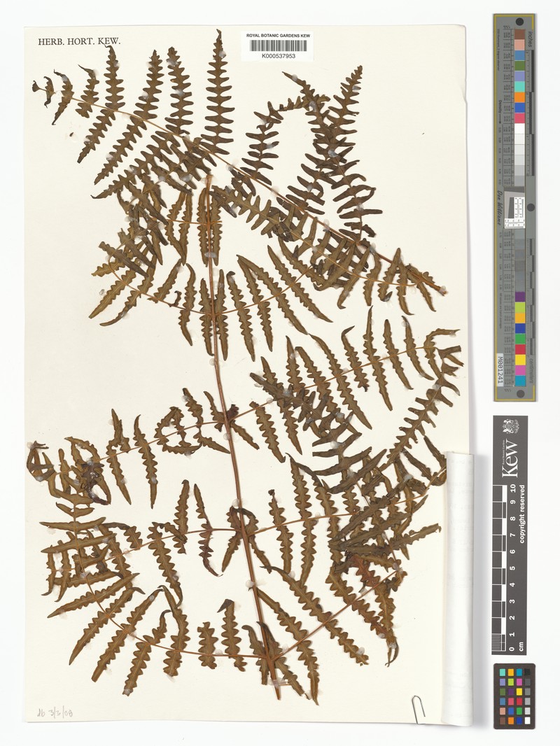 Histiopteris pilosa