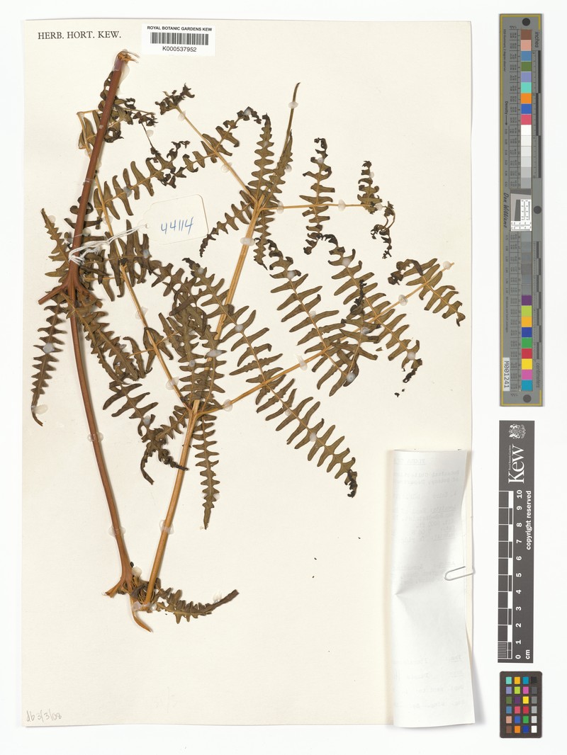 Histiopteris pilosa photo 2