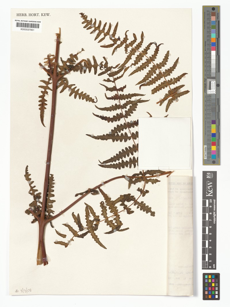 Histiopteris pilosa photo 3