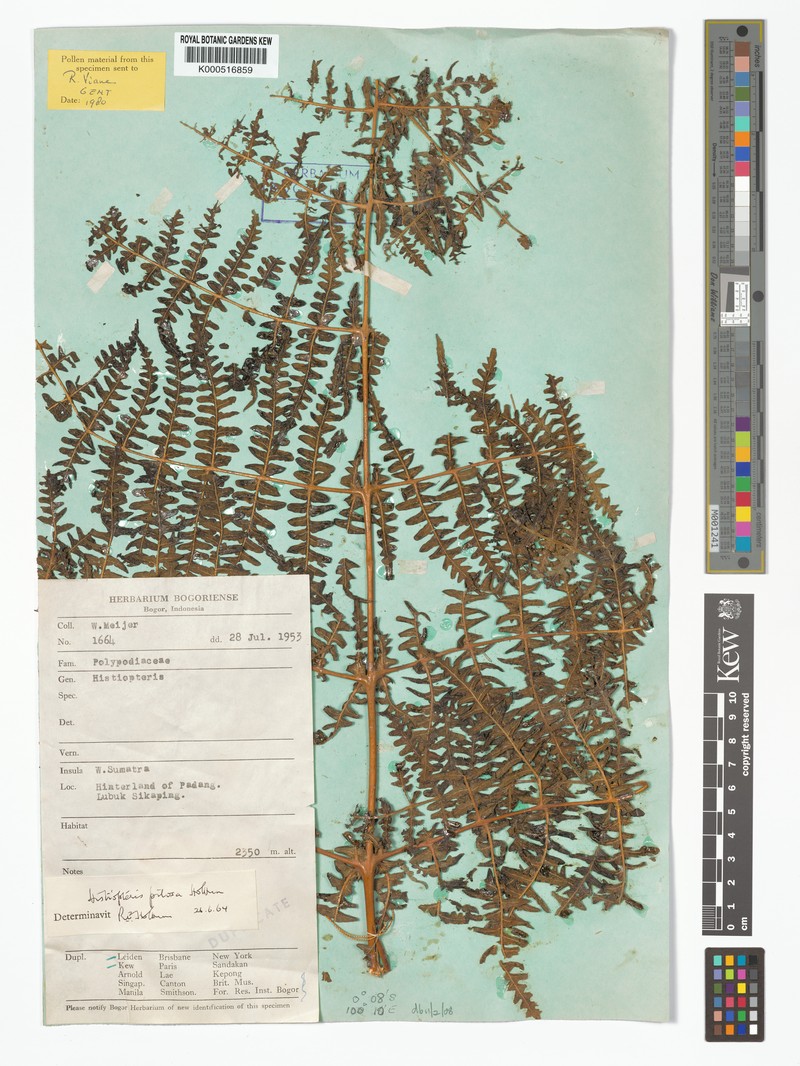 Histiopteris pilosa photo 4