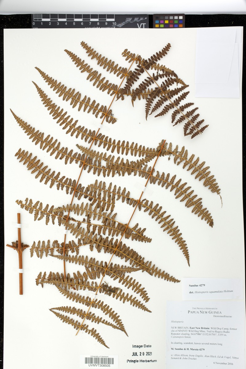 Histiopteris squamulata