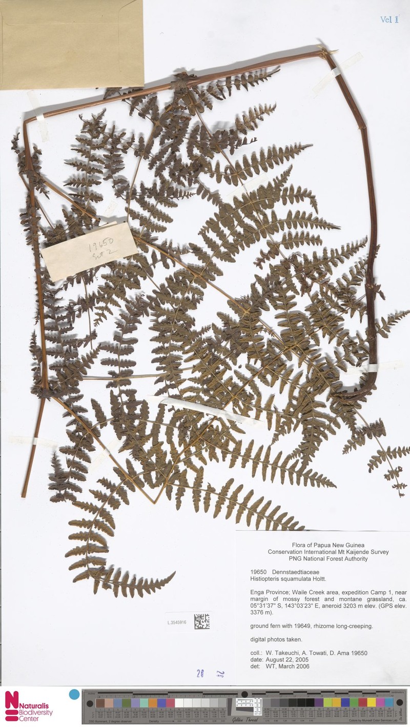 Histiopteris squamulata photo 2
