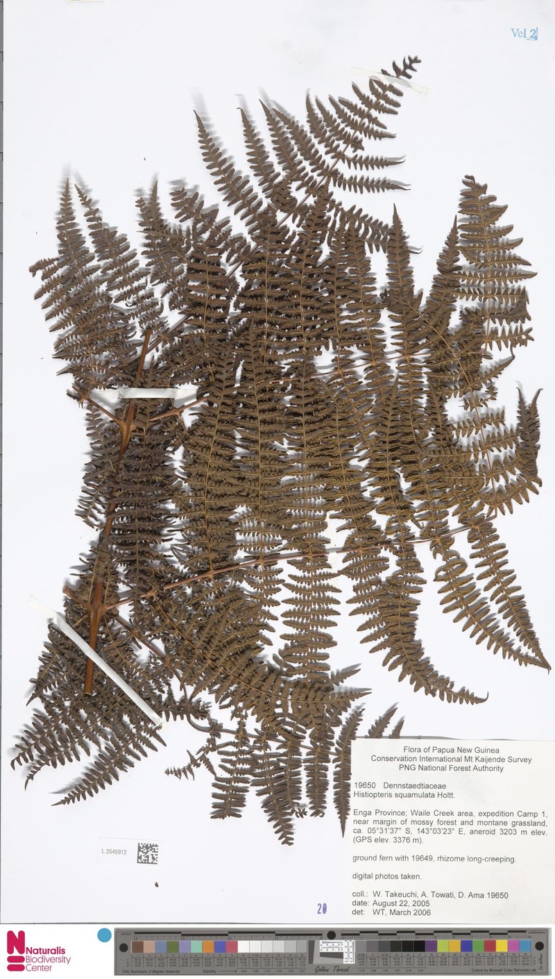 Histiopteris squamulata photo 3