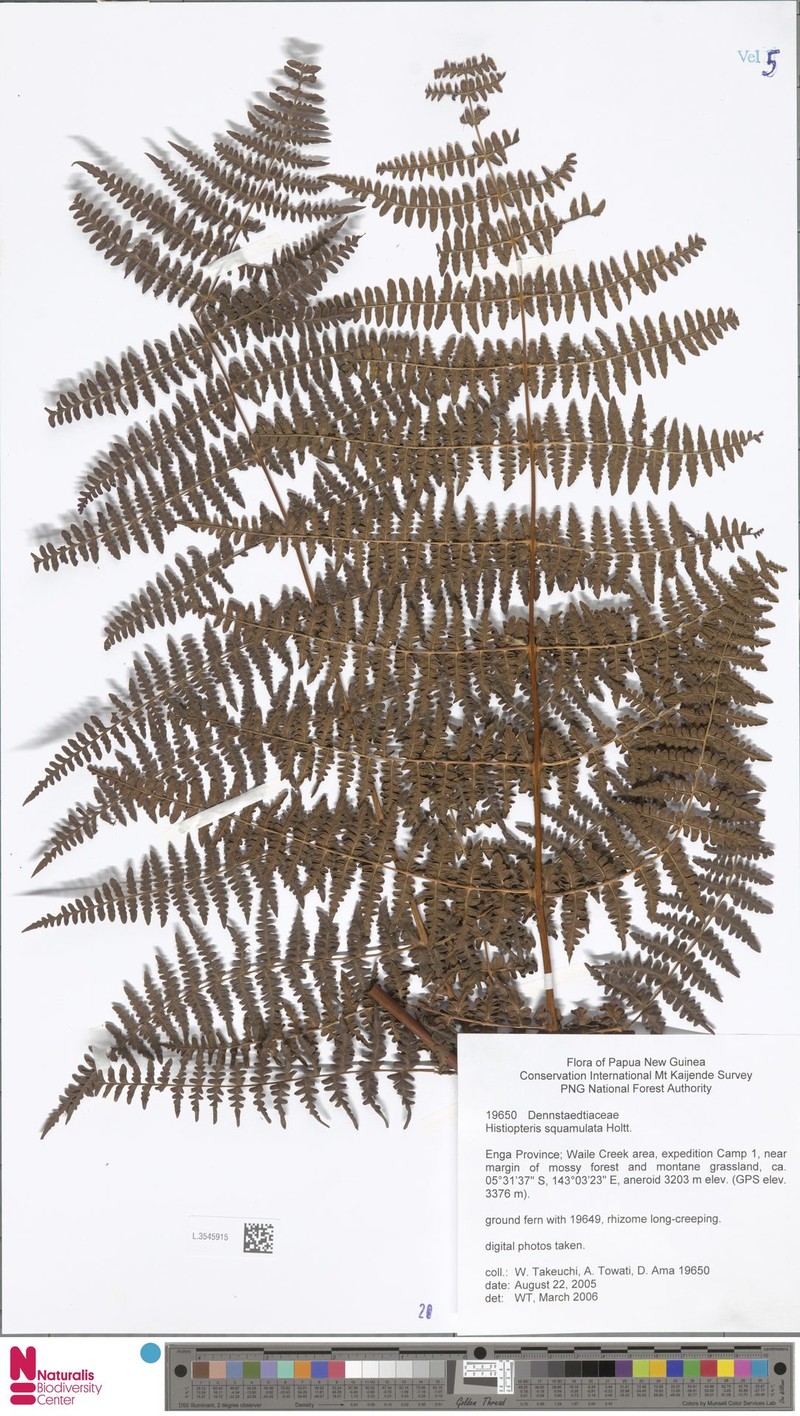Histiopteris squamulata photo 4