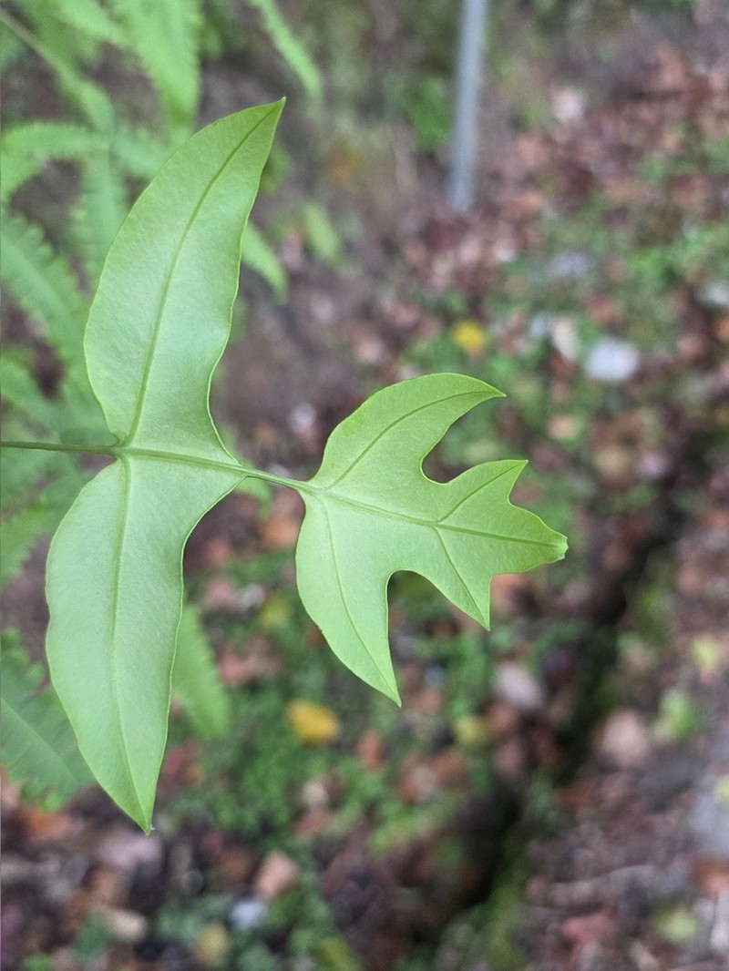 Histiopteris stipulacea