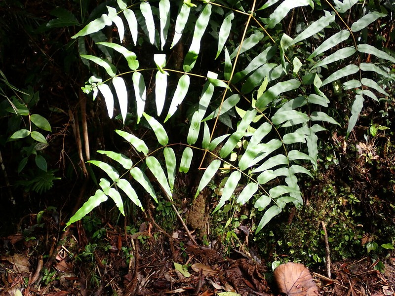 Histiopteris stipulacea photo 2