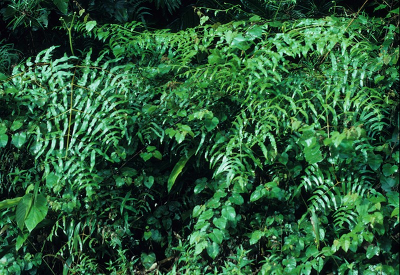 Histiopteris stipulacea photo 3