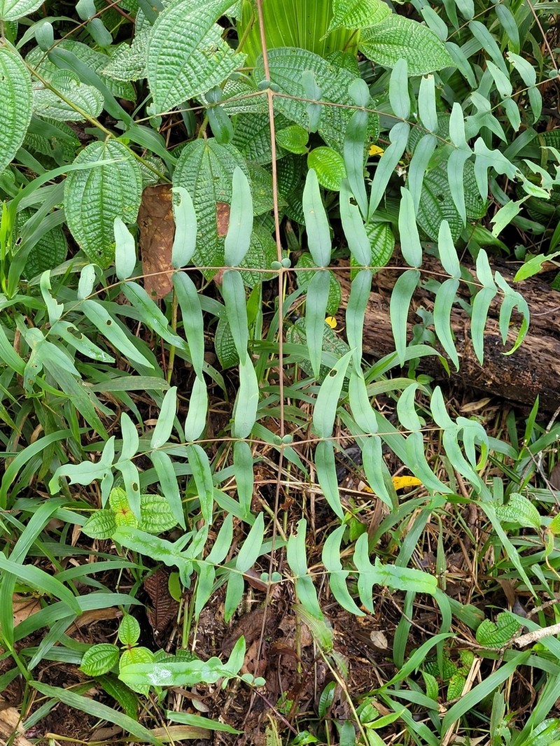 Histiopteris stipulacea photo 4