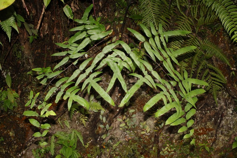 Histiopteris stipulacea photo 5