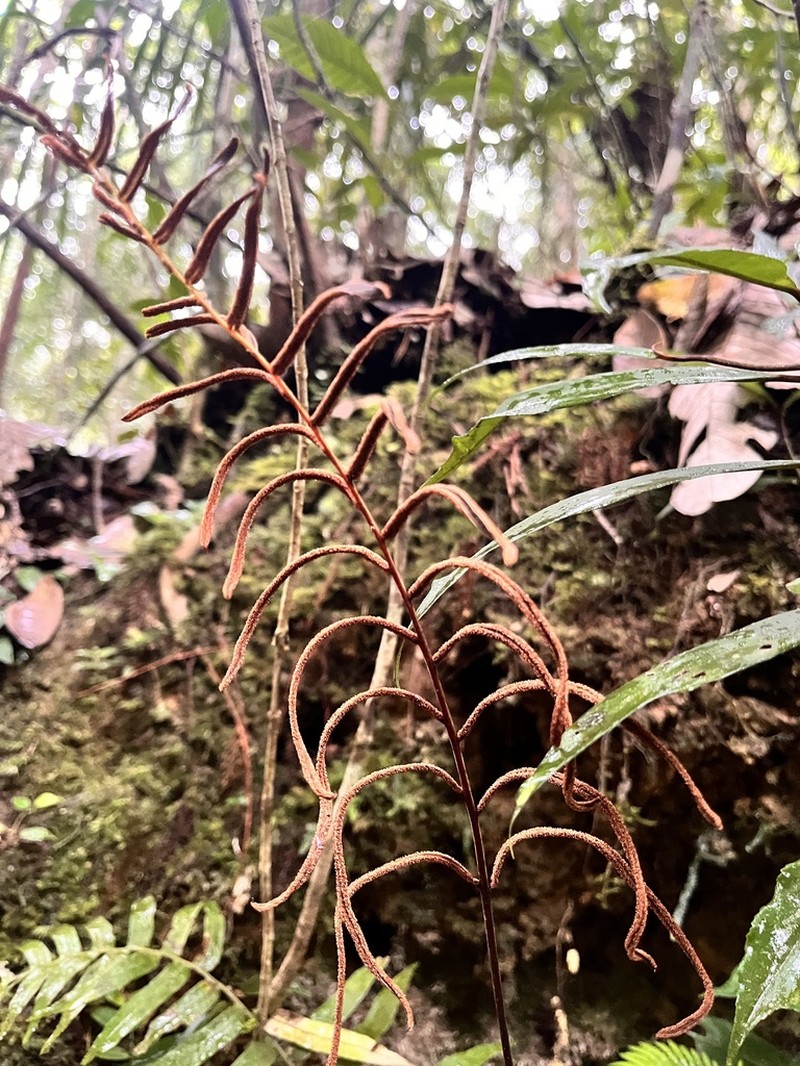 Histiopteris stipulacea photo 6