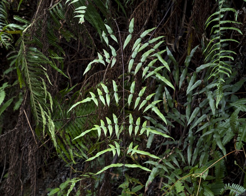 Histiopteris stipulacea photo 7