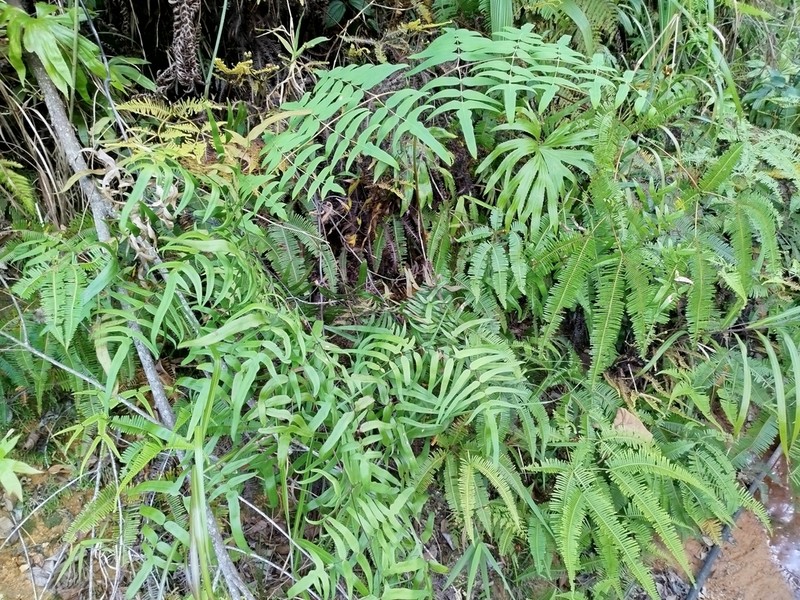 Histiopteris stipulacea photo 8