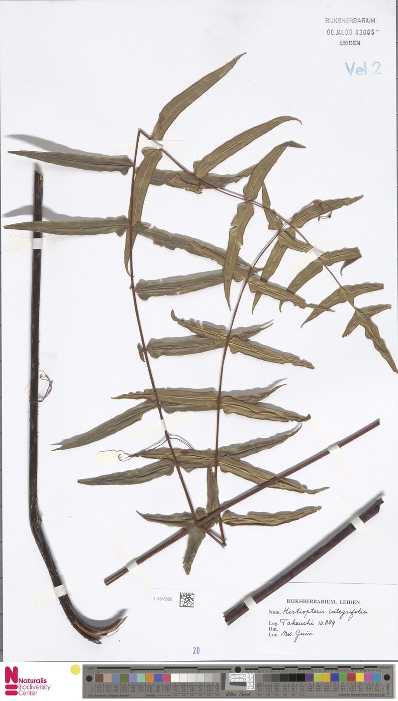 Histiopteris stipulacea var. integrifolia