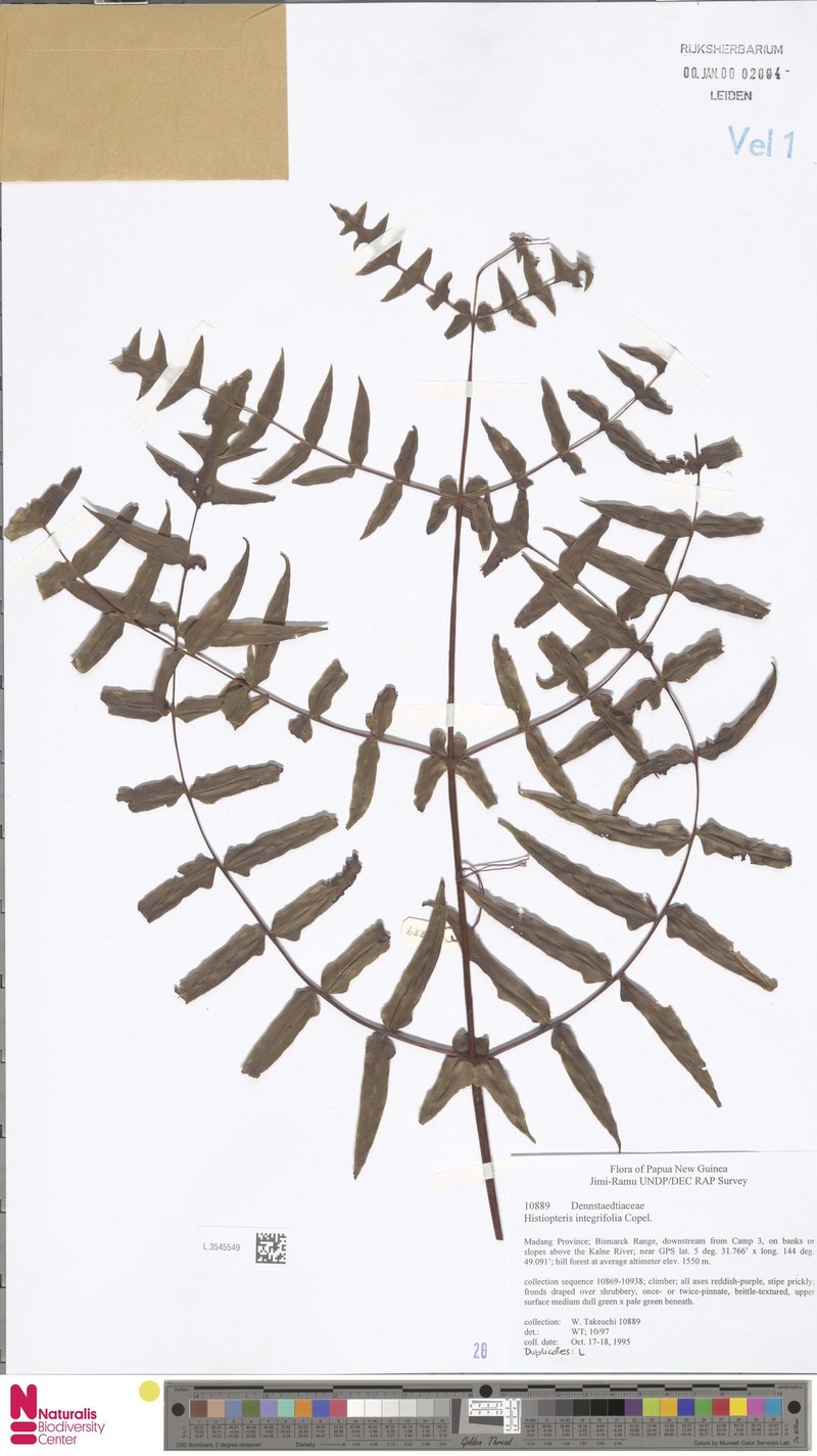 Histiopteris stipulacea var. integrifolia photo 2