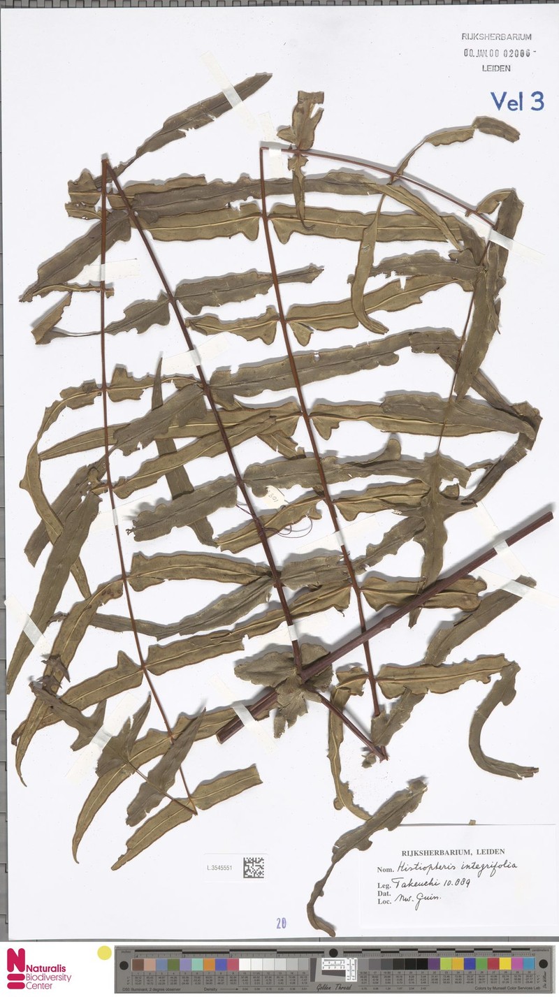 Histiopteris stipulacea var. integrifolia photo 3