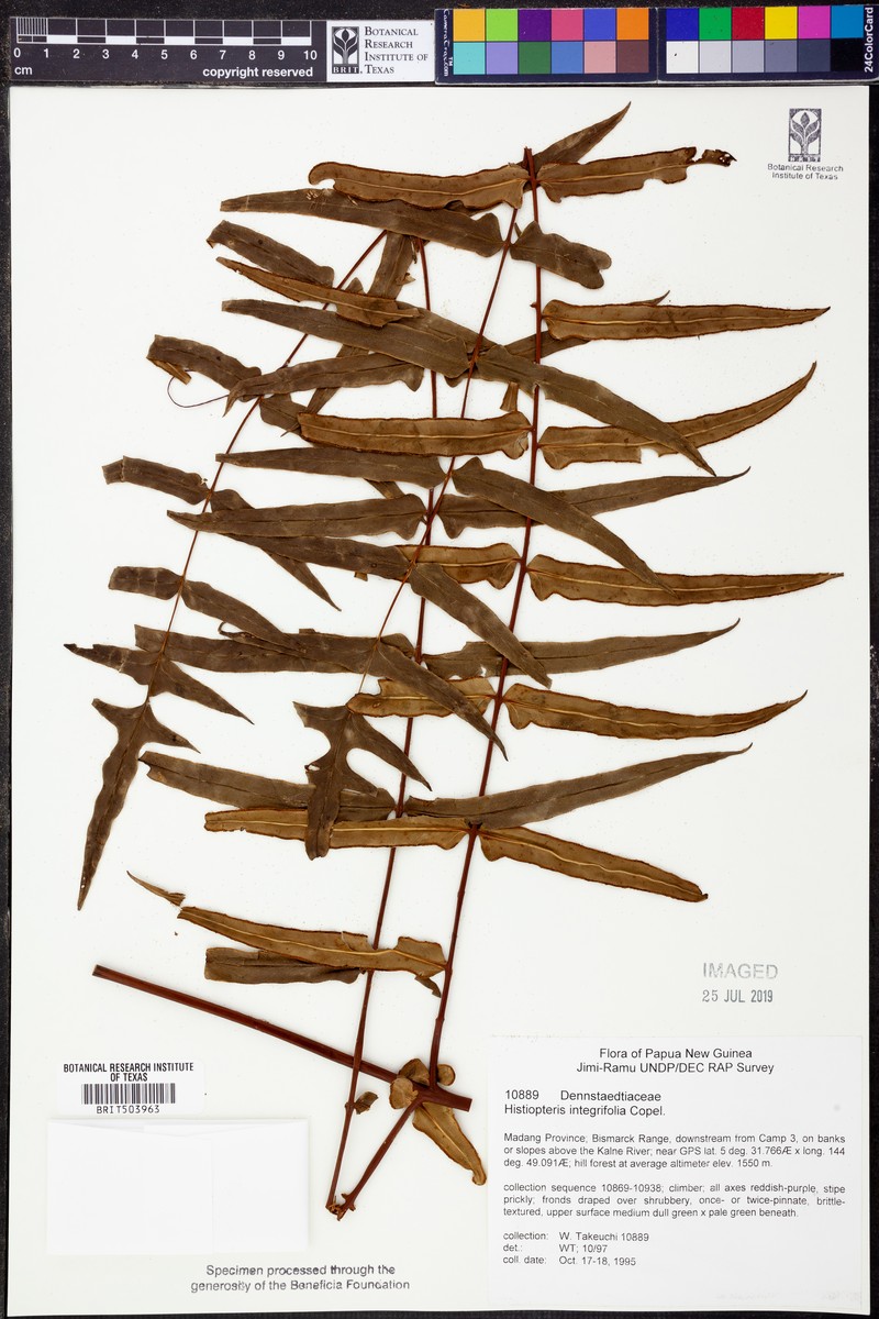 Histiopteris stipulacea var. integrifolia photo 4