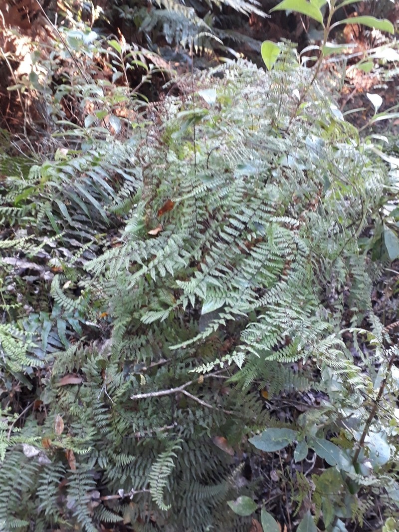 Hiya distans photo 6