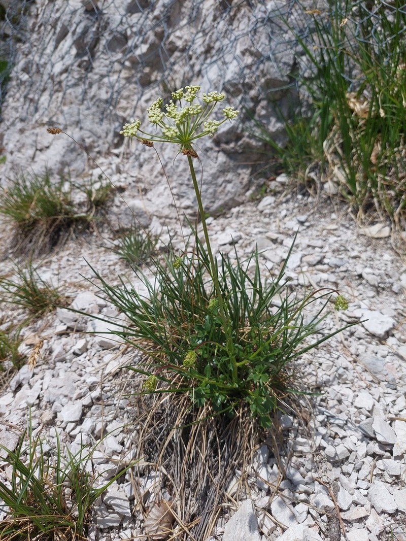 Hladnikia pastinacifolia