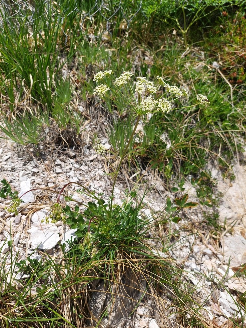 Hladnikia pastinacifolia photo 2