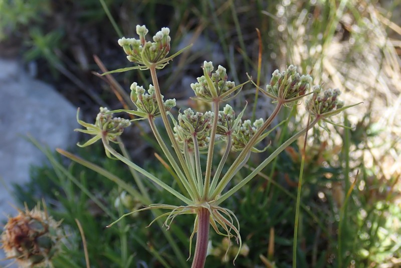 Hladnikia pastinacifolia photo 3