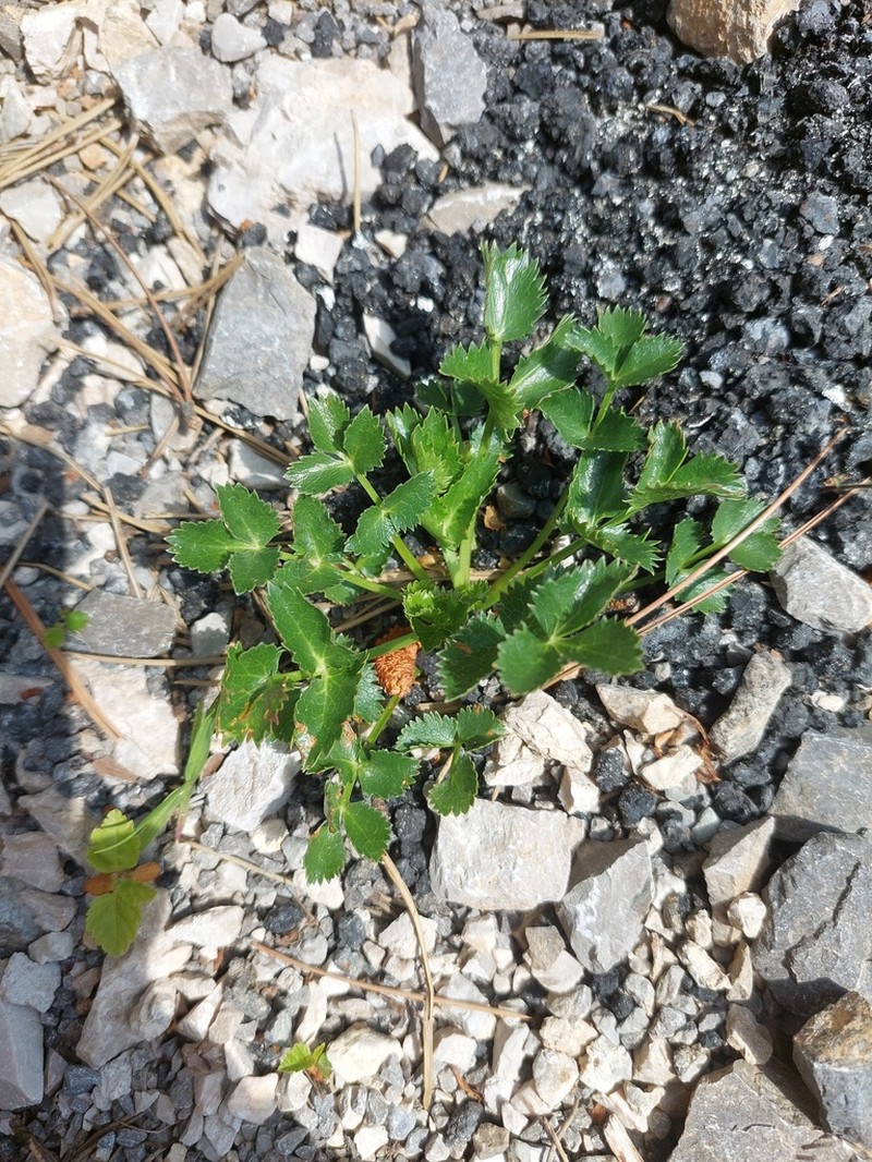Hladnikia pastinacifolia photo 4