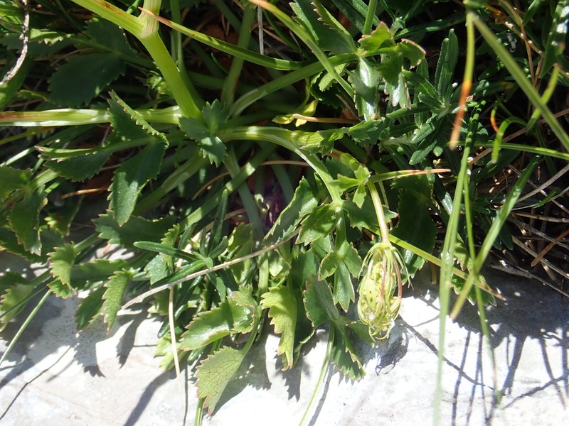 Hladnikia pastinacifolia photo 5