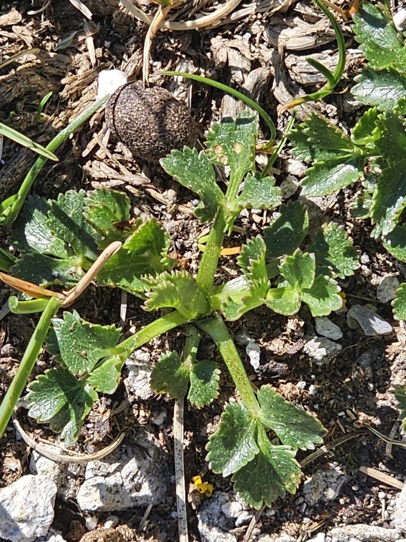 Hladnikia pastinacifolia photo 6
