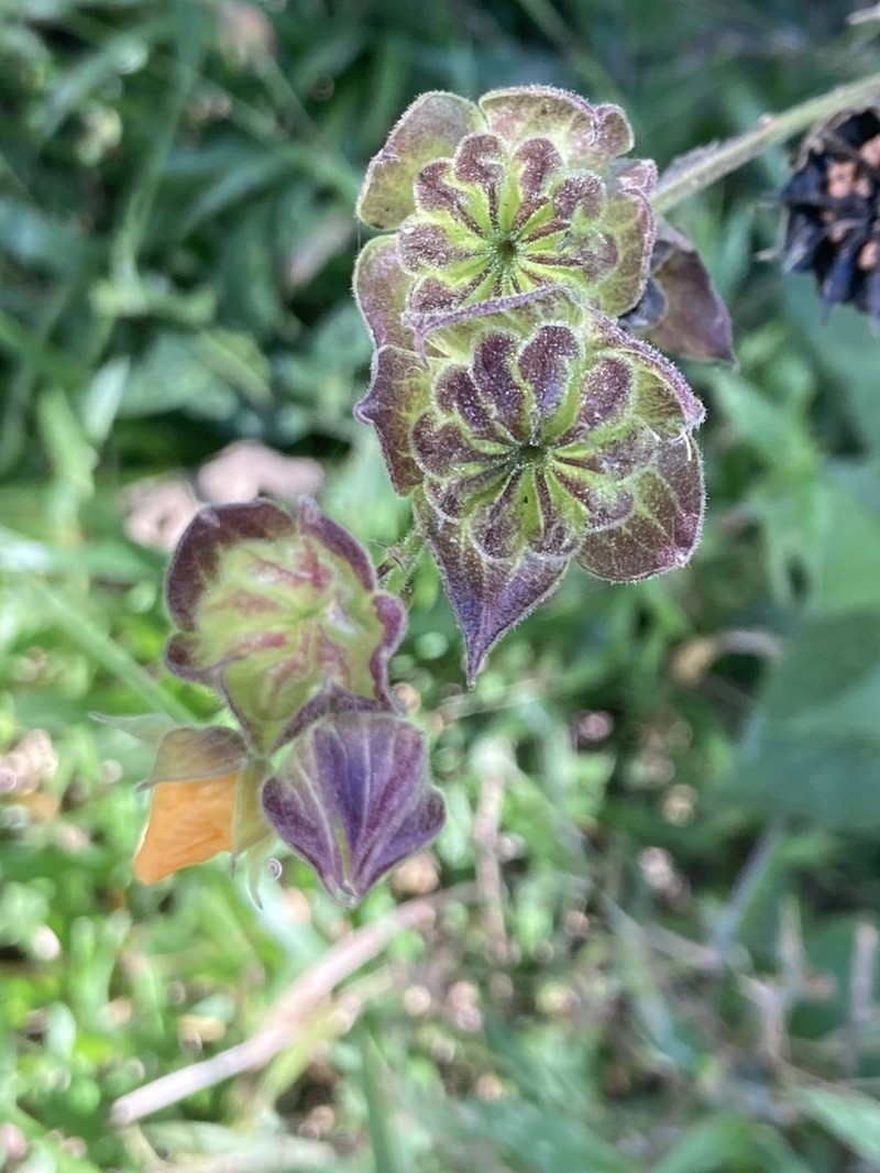 Hochreutinera amplexifolia
