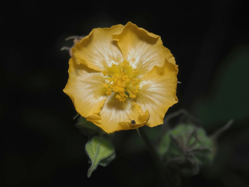 Hochreutinera amplexifolia photo 2