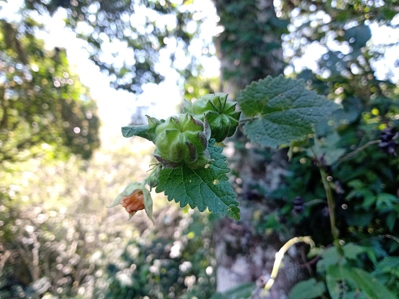 Hochreutinera amplexifolia photo 3