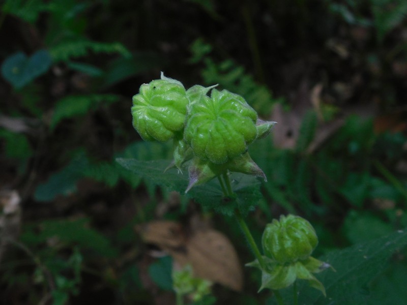 Hochreutinera amplexifolia photo 5