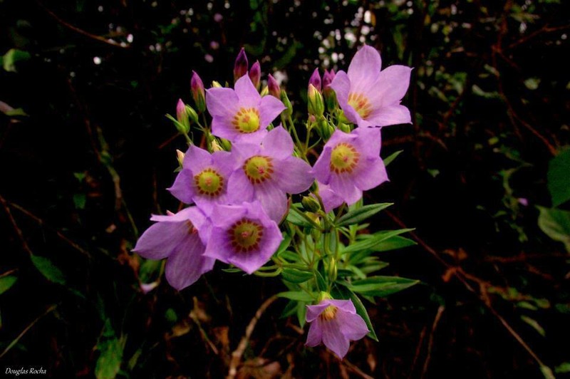 Hockinia montana