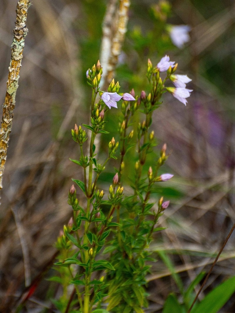 Hockinia montana photo 2