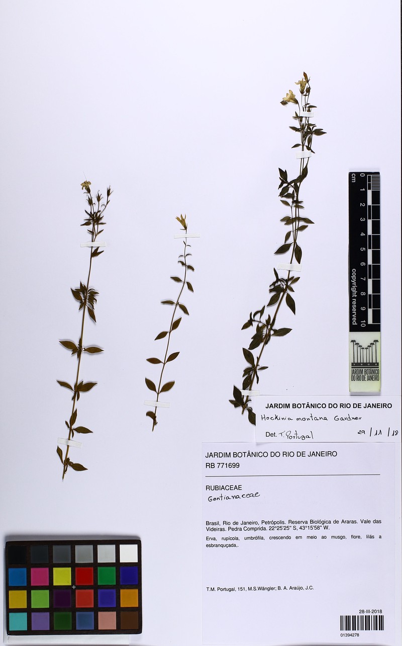 Hockinia montana photo 3