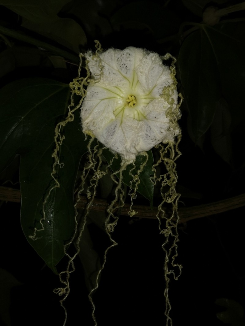 Hodgsonia macrocarpa